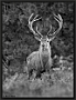 Edelhert, Red Deer, Cervus elaphus Location: the Netherlands Edelhert 7D 2521 BW staand kopie